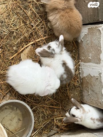 מכרסם ארנב שמוט אוזניים