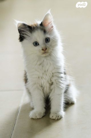 חתול מיין קון