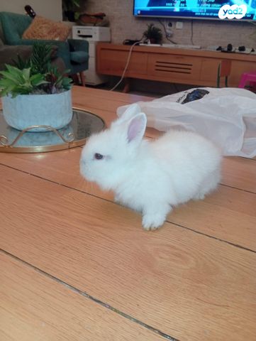 מכרסם ארנב ננסי