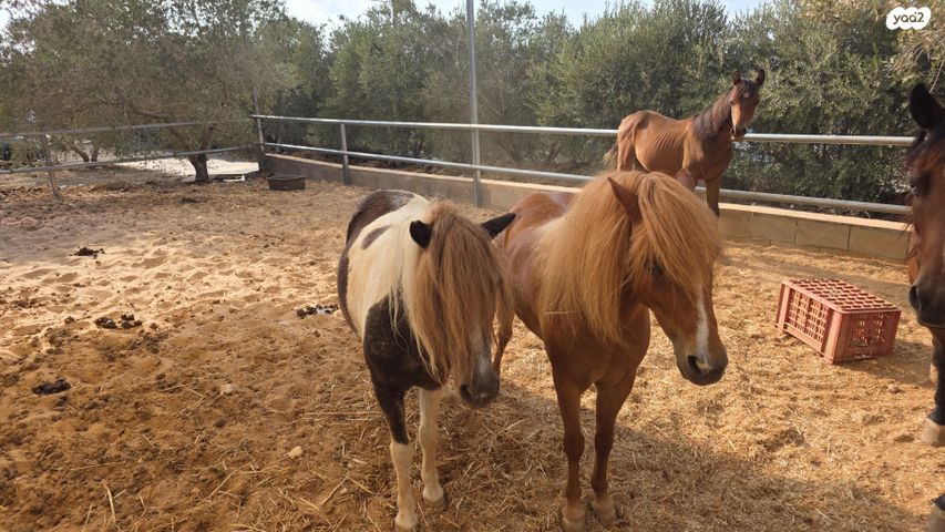 סוס פוני שאלטן