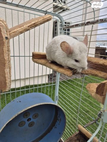 מכרסם צ'ינצ'ילה