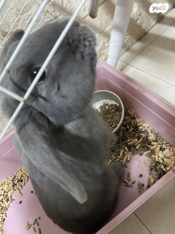 מכרסם ארנב \ שפן