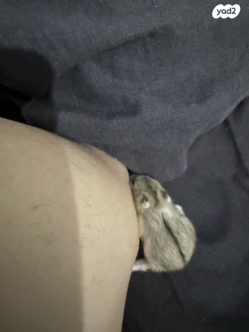 מכרסם אוגר סיבירי