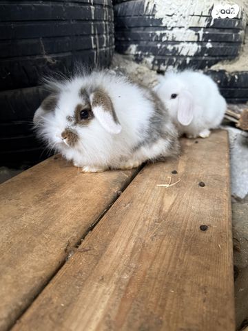 מכרסם ארנב שמוט אוזניים