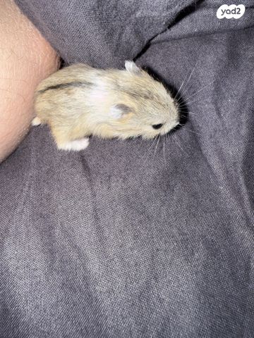 מכרסם אוגר סיבירי