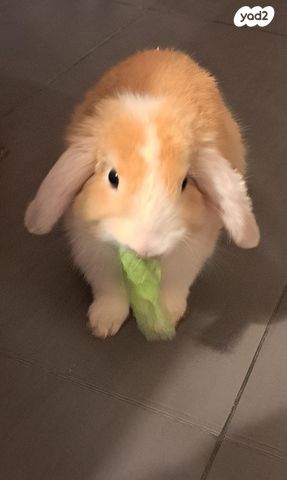 מכרסם ארנב ננסי