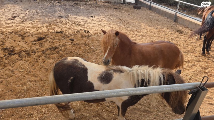 סוס פוני שאלטן