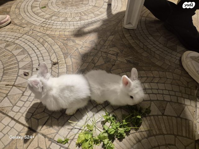 מכרסם ארנב ננסי