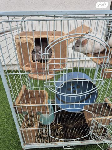 מכרסם צ'ינצ'ילה