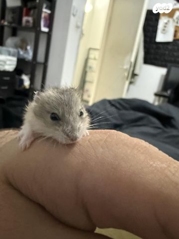 מכרסם אוגר סיבירי