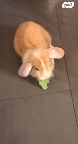 מכרסם ארנב ננסי