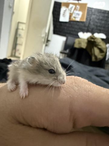 מכרסם אוגר סיבירי