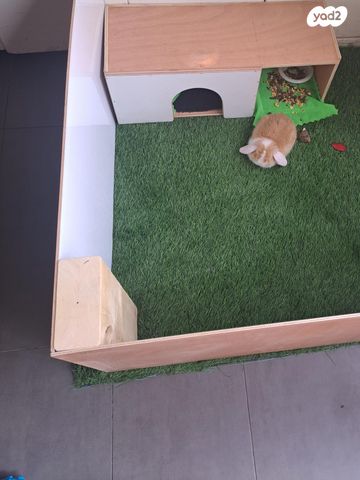 מכרסם ארנב ננסי