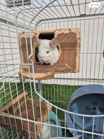 מכרסם צ'ינצ'ילה