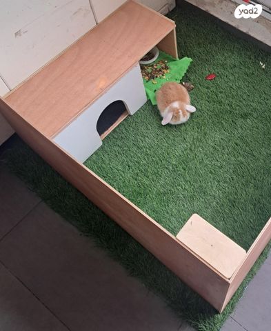 מכרסם ארנב ננסי