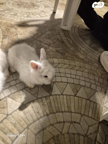 מכרסם ארנב ננסי