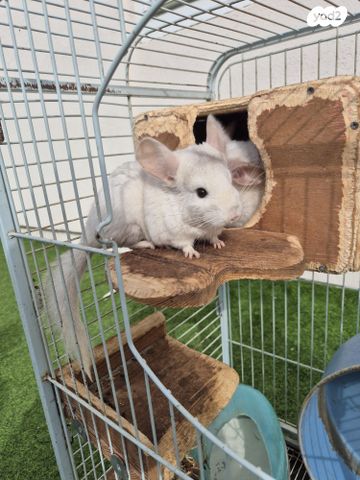 מכרסם צ'ינצ'ילה