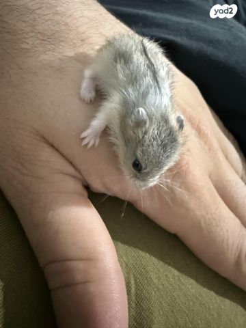 מכרסם אוגר סיבירי