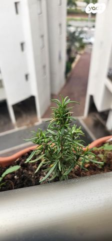 דירה, הרב נריה 9, נאות שקמה, ראשון לציון