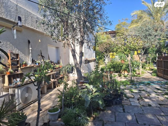 פריחת השקד 82