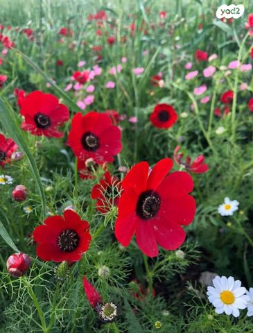 משק חקלאי/ נחלה