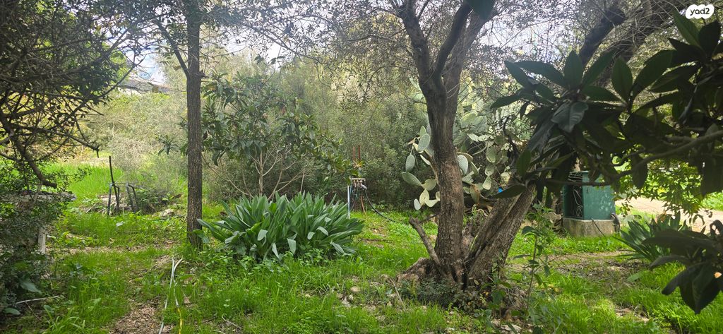 בית פרטי/ קוטג', תמרת