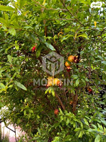 דירת גן, אשדוד