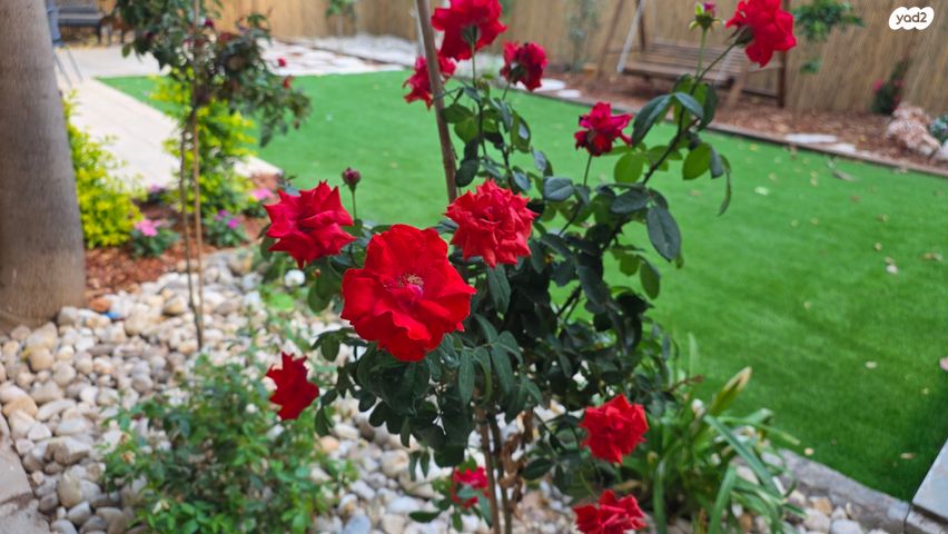 דירת גן, בנימין ד'ישראלי, טלביה, קוממיות, ירושלים