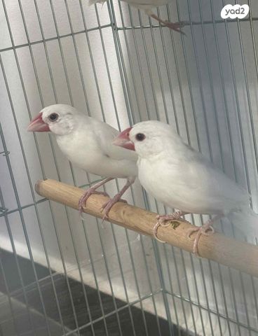 תמונת מודעה - חיות מחמד