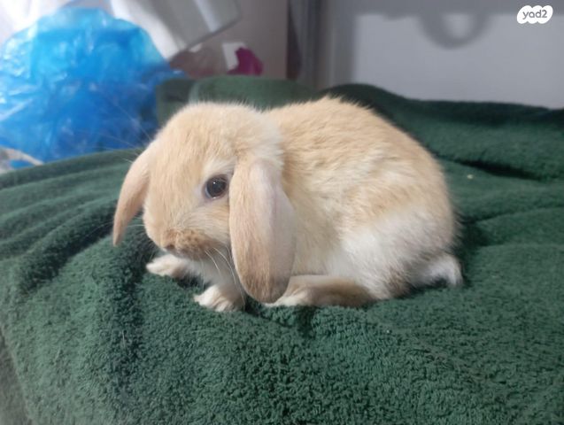 תמונת מודעה - חיות מחמד