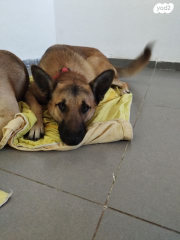 תמונת מודעה - חיות מחמד