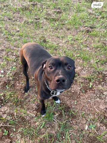 תמונת מודעה - חיות מחמד