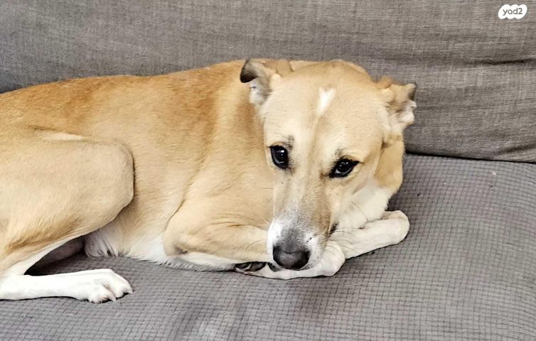 תמונת מודעה - חיות מחמד