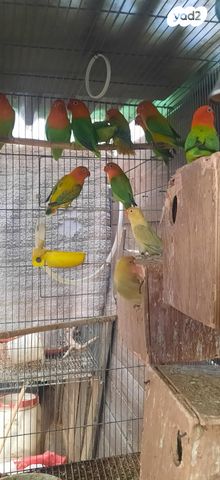 תמונת מודעה - חיות מחמד