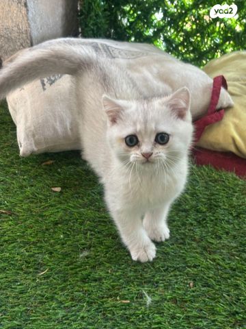 תמונת מודעה - חיות מחמד