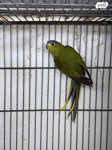 תמונת מודעה - חיות מחמד