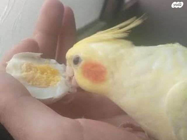 תמונת מודעה - חיות מחמד