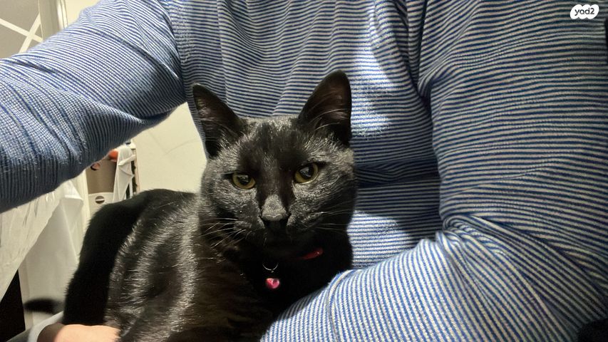 תמונת מודעה - חיות מחמד