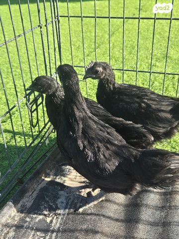 תמונת מודעה - חיות מחמד