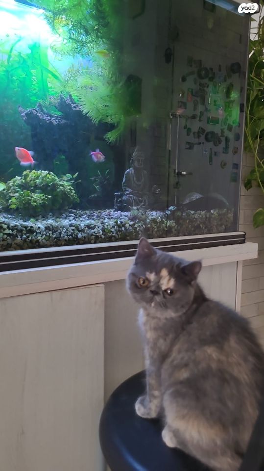 תמונת מודעה - חיות מחמד