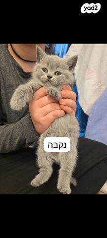 תמונת מודעה - חיות מחמד
