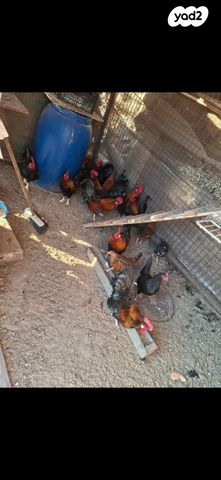 תמונת מודעה - חיות מחמד