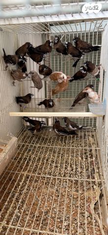 תמונת מודעה - חיות מחמד