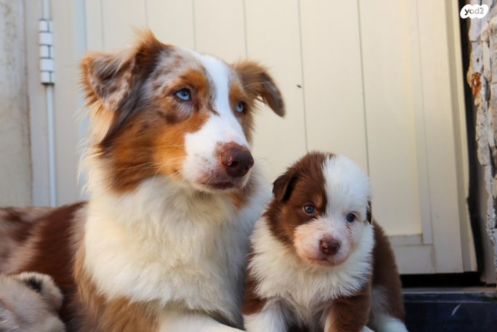 תמונת מודעה - חיות מחמד