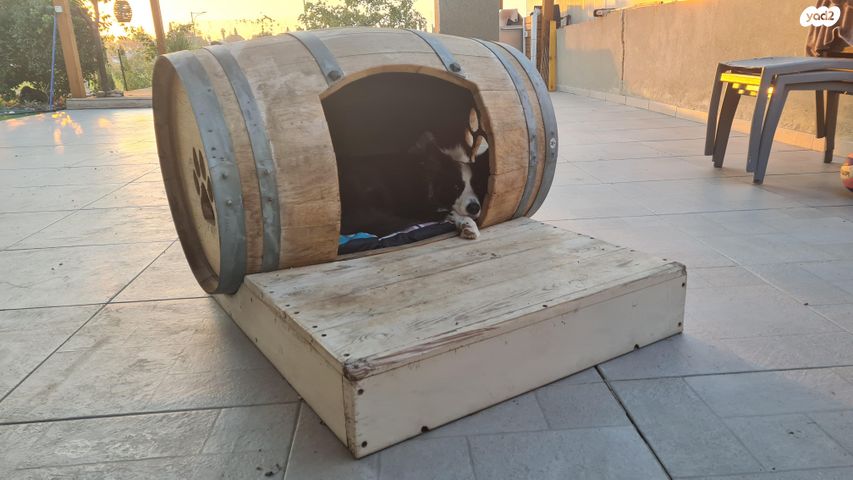 תמונת מודעה - חיות מחמד