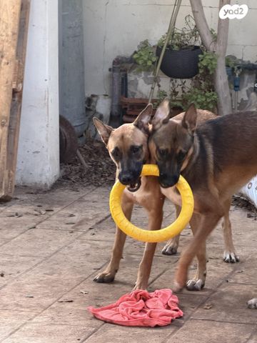 תמונת מודעה - חיות מחמד