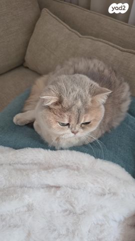 תמונת מודעה - חיות מחמד