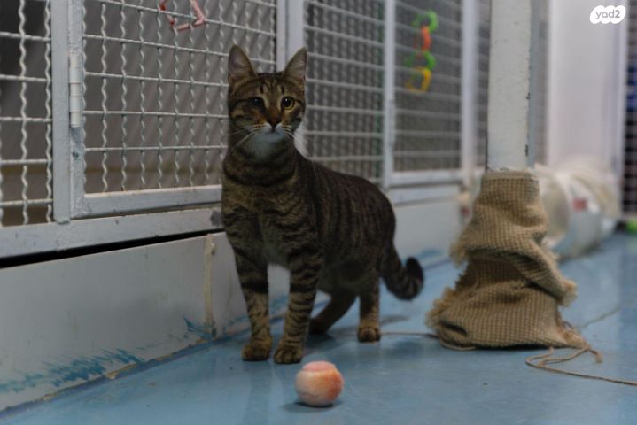 תמונת מודעה - חיות מחמד