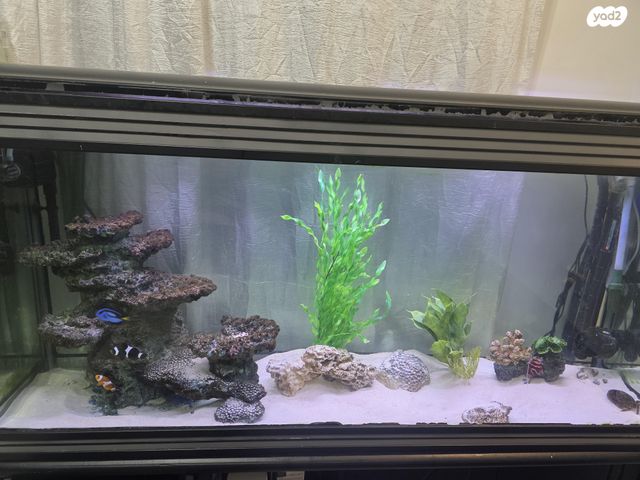 תמונת מודעה - חיות מחמד