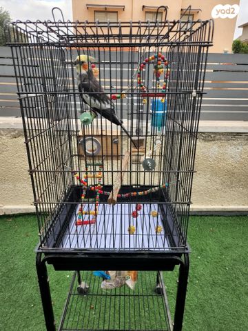 תמונת מודעה - חיות מחמד